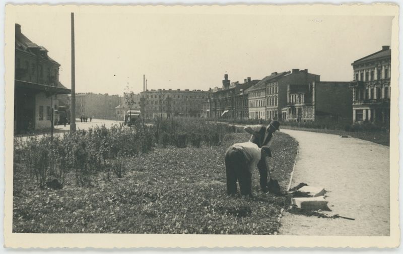 Wkopywanie ławek na Babince w Kaliszu