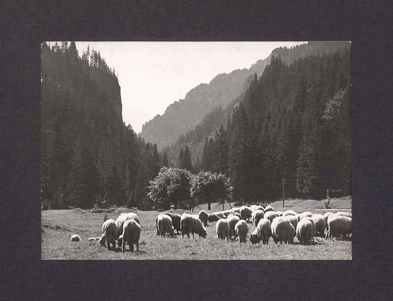 Tatry Zachodnie- Dolina Kościeliska