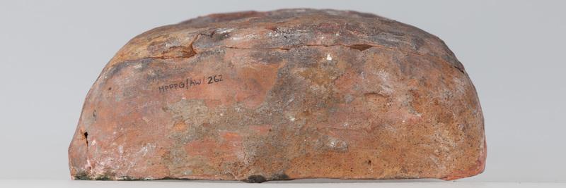 Kafel z tarczownikiem