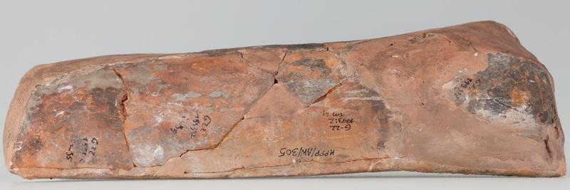 Kafel z tarczownikiem