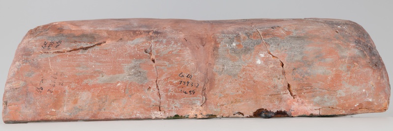 Kafel z tarczownikiem