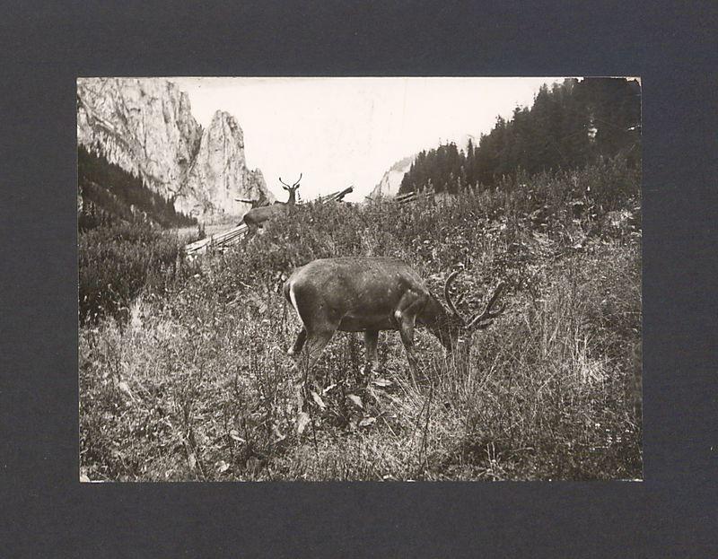 Kochane Kuliski, Jesteśmy w schronisku na Polanie Chochołowskiej [...]