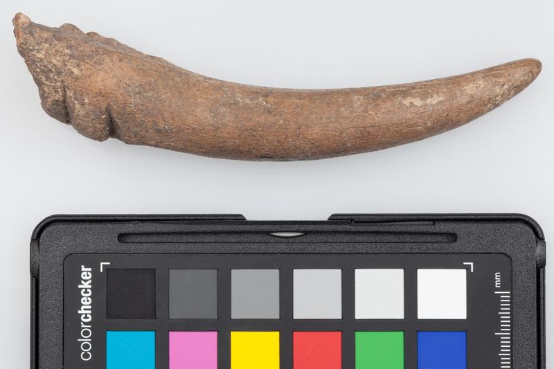 Poroże półsurowiec