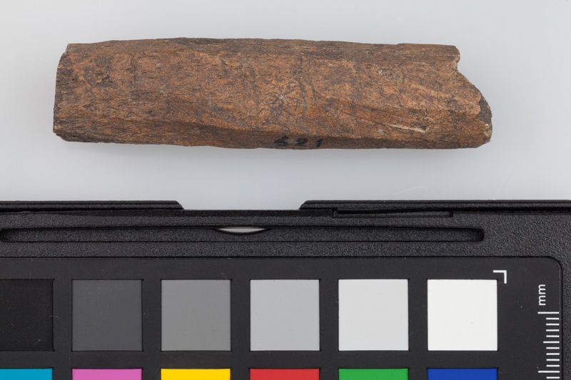 Poroże półsurowiec