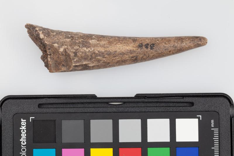 Poroże półsurowiec