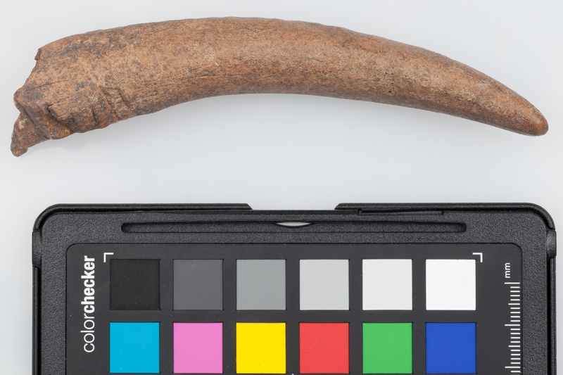 Poroże półsurowiec