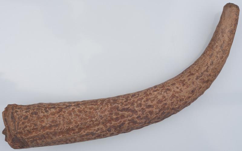 Poroże półsurowiec