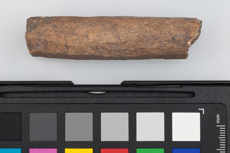 Poroże półsurowiec