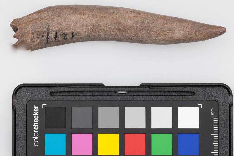 Poroże półsurowiec