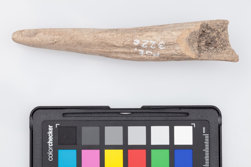 Poroże półsurowiec