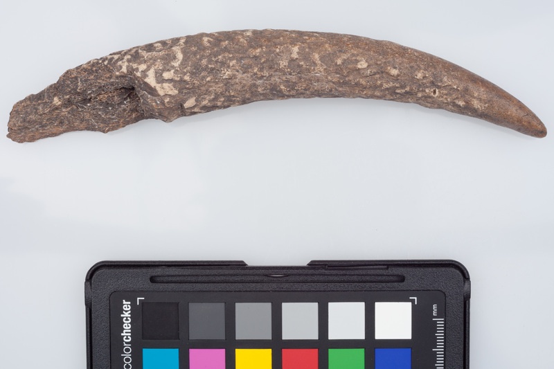 Półfabrykat z poroża