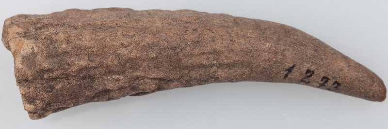 Poroże półsurowiec