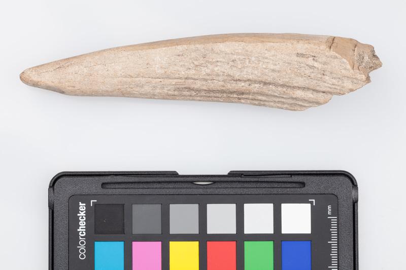 Poroże półsurowiec