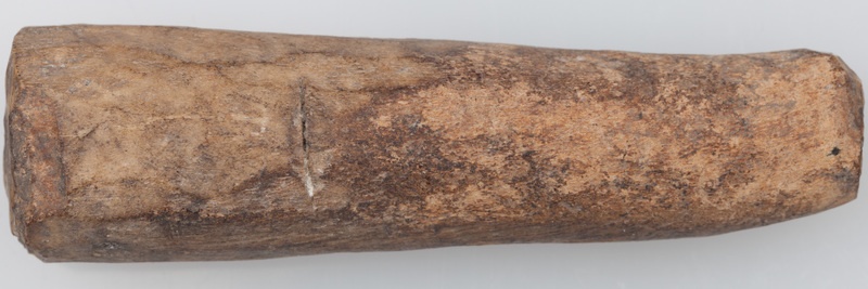 Poroże półsurowiec