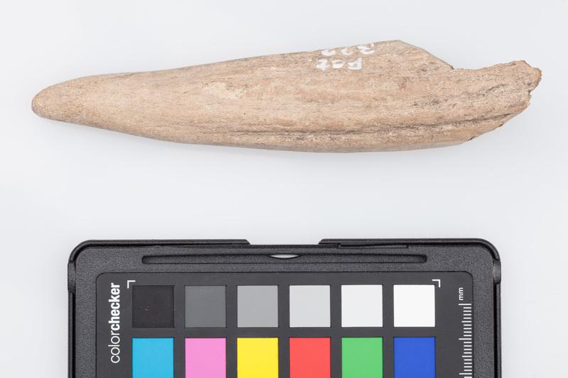 Poroże półsurowiec