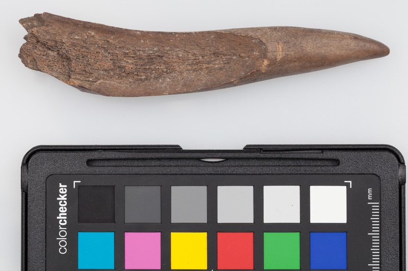 Poroże półsurowiec