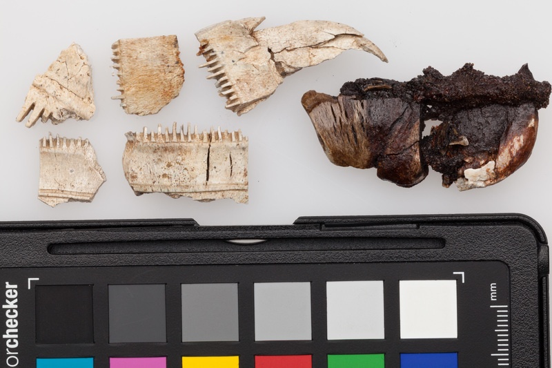 Fragmenty kościanych grzebieni