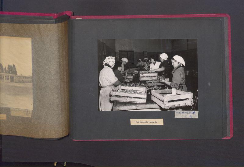 Poszczególne etapy produkcji w Wytwórni Win przy ul. Park Kościuszki 17. Sortownia owoców.