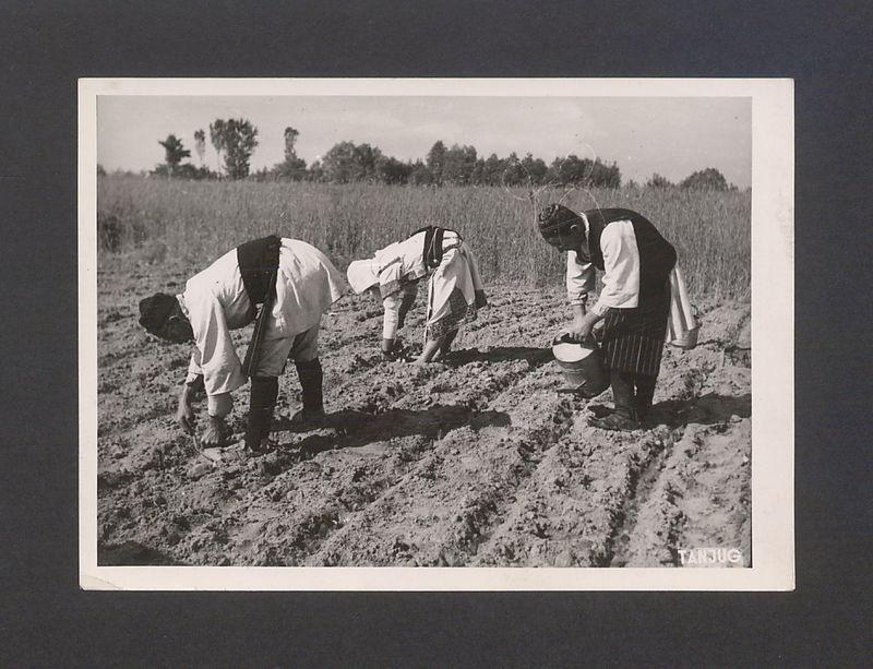 Tadeusz Kulisiewicz, fotografia