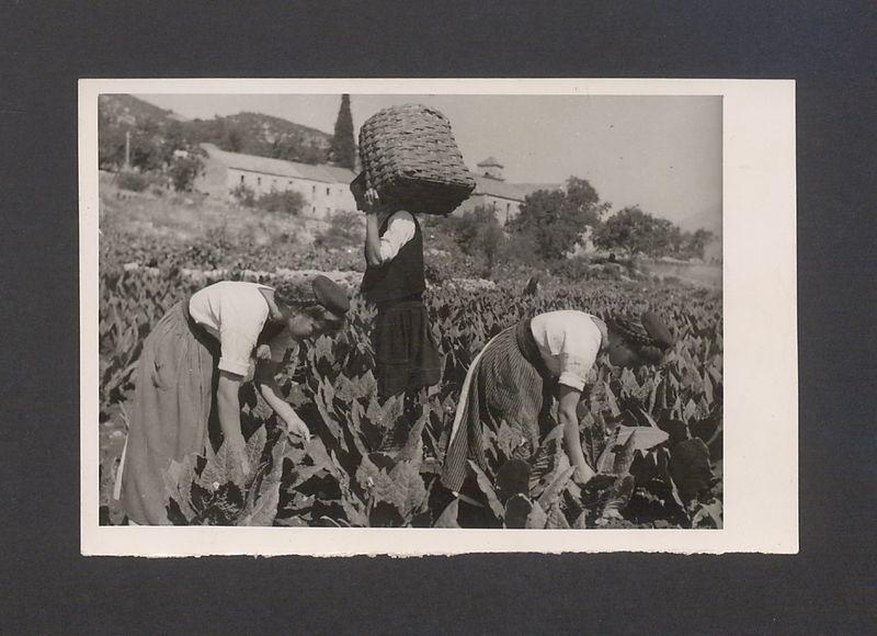 Tadeusz Kulisiewicz, fotografia