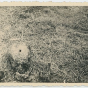 Ekshumacje zwłok pomordowanych pod Kaliszem w czasie II Wojny Światowej