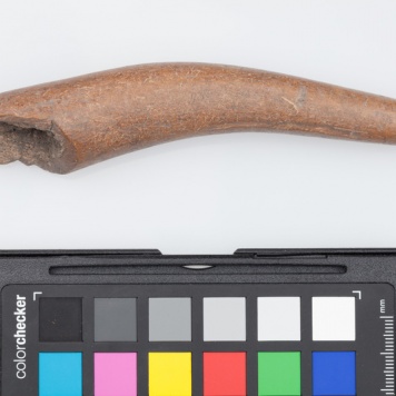 Poroże półsurowiec