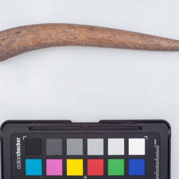 Poroże półsurowiec