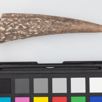 Poroże półsurowiec