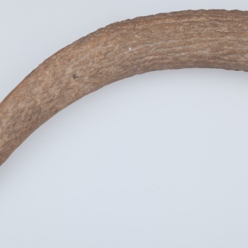 Poroże półsurowiec