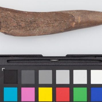 Poroże półsurowiec