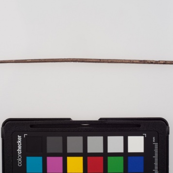 Szpila brązowa o główce poprzecznie żebrowanej