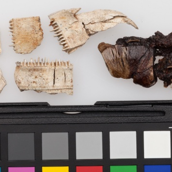 Fragmenty kościanych grzebieni