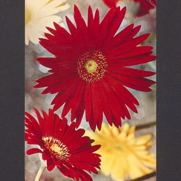 Najserdeczniejsze życzenia z okazji imienin [...]